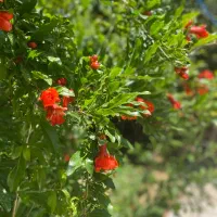 استخدام زوج سرایدار