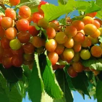 فروش-باغچه