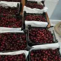 گیلاس فرنگی  کمپودی فق150