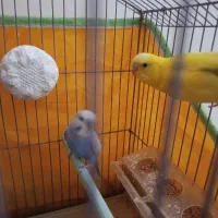مرغ عشق و عروس هلندی