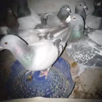 کبوتر پلاکی