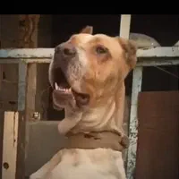سگ نگهبان