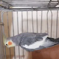 عروس هلندی