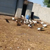 اردک|حیوانات مزرعه|اردبیل, |دیوار