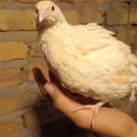 بلدرچین در ۵ رنگ‌