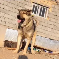 پژدر