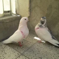 کبوتر کبکی کله دم سبز پرشی