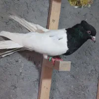 سر سیاه آس