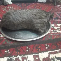 خیگ