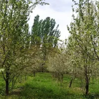 برداشت رایگان علوفه باغ