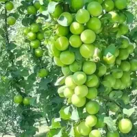 ارقام نهال های اصلاح شده و زود بازده میوه ها