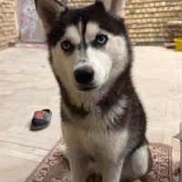 سگ هاسکی اصل و دوتا توله اش