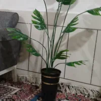 درختچه ۱۳۰۰۰۰۰