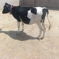 یک عدد گوساله ماده