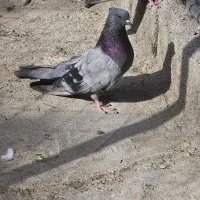 سبز وسینه ای درشت کشیده