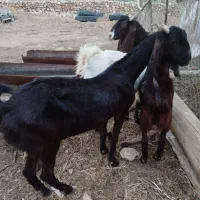 یک  بز کاموری اصل جنس