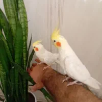 جفت لوتینو مولد