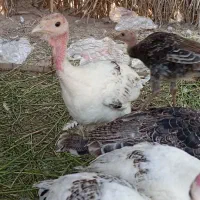 بوقلمون
