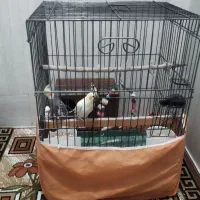 عروس هلندی با قفس