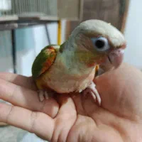 طوطی گرینچیک آناناسی رد