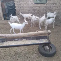 سانن|حیوانات مزرعه|ملک‌آباد, |دیوار