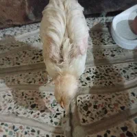 جوجه