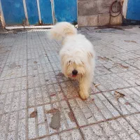سگ نژاد شیتزو