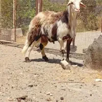 قوچ اصل بروجردی