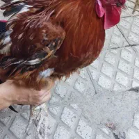 خروس محلی