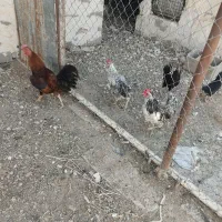 مرغ وخروس