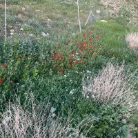 نهال گوجه