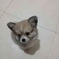 سگ پامر|سگ|اصفهان, کوی ولی عصر|دیوار