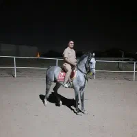 اسب درشور و مادیان عرب