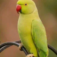 یک عدد طوطی پیدا کردم عکس تزئینی