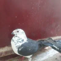 کبوتر|پرنده|بهبهان, |دیوار