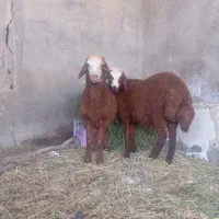 بره‌نر‌قلمدار‌