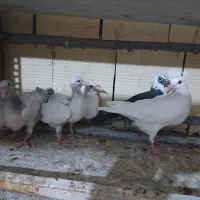 جوجه کفتر
