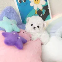 پنبه
