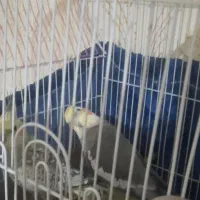 عروس هلندی