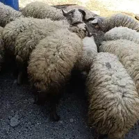 بره نر