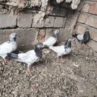 کفتر|پرنده|بمپور, |دیوار