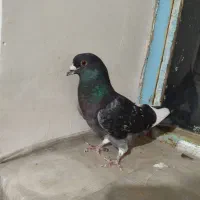 سبز دست پر