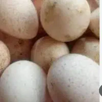 تخم مرغ نطفه دارنژادی