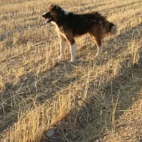 یک عدد سگ گله ای