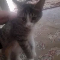 واگذاری‌‌رایگان