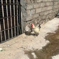 خروس محلی جوان