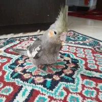 جوجه عروس هلندی