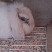 دوتا خرگوش لوپ بالغ