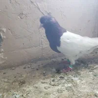 کله سرخ نر درشت زیبا