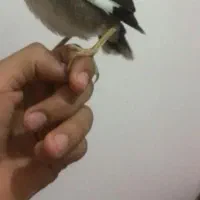 جو جه مرغ مینا